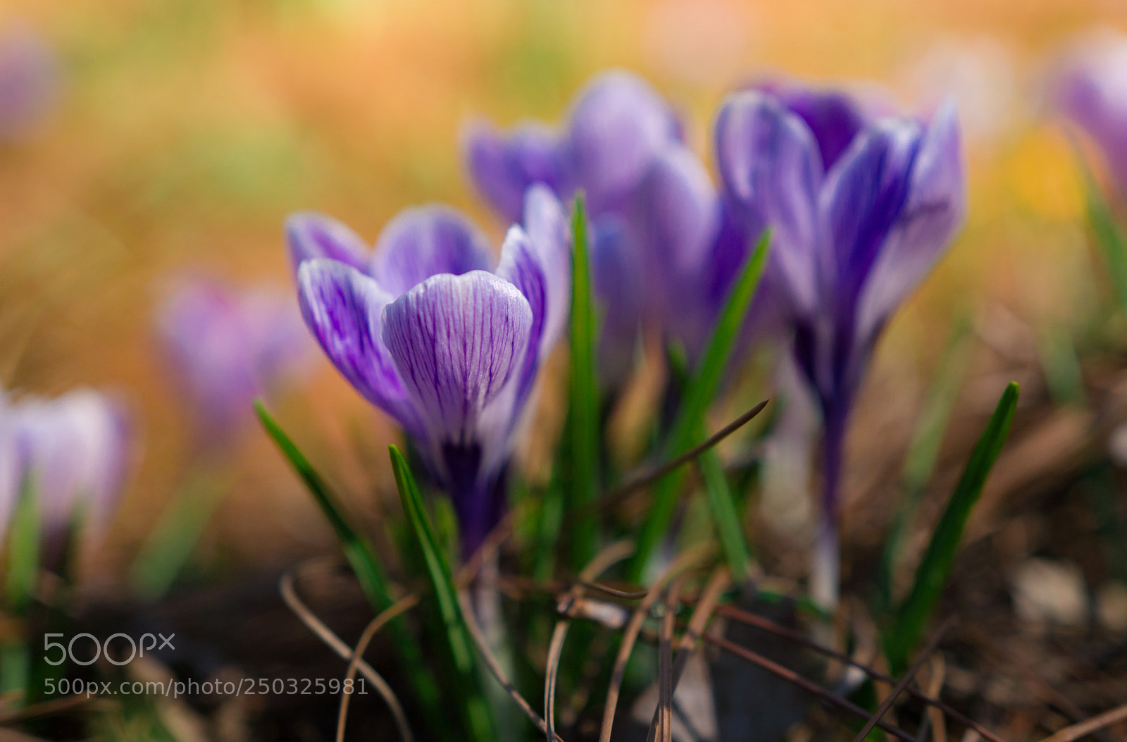 Sony a6300 sample photo. Crocuses photography