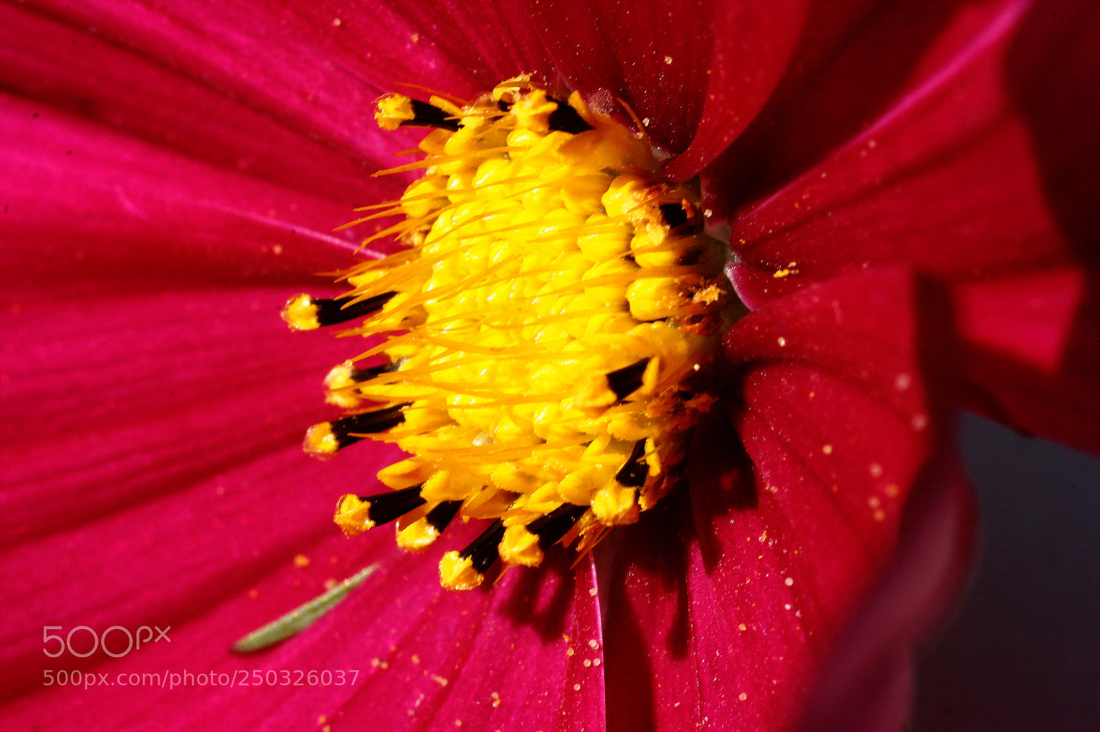 Canon EOS 20D sample photo. Hms photography