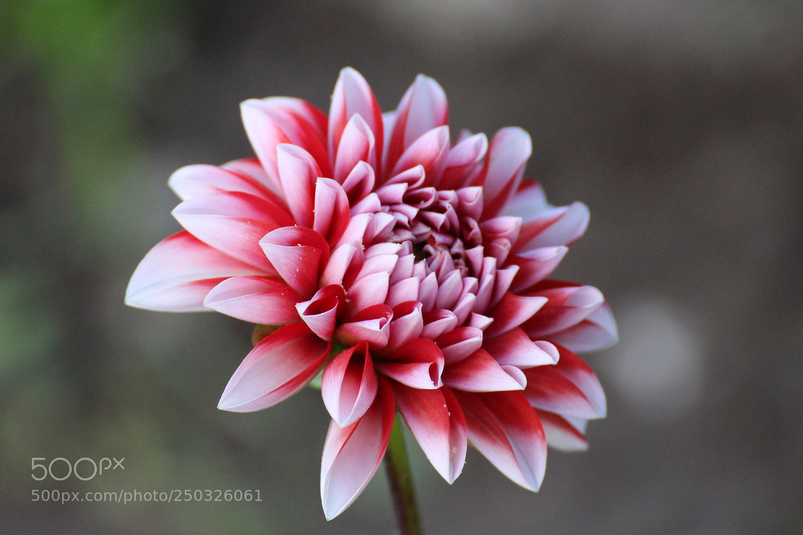 Canon EOS 700D (EOS Rebel T5i / EOS Kiss X7i) sample photo. The beauty in grey 
 photography