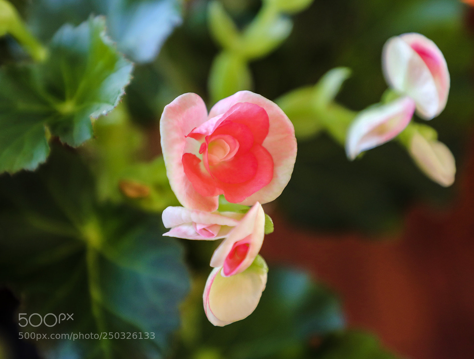Canon EOS 5D Mark IV sample photo. Blossom photography