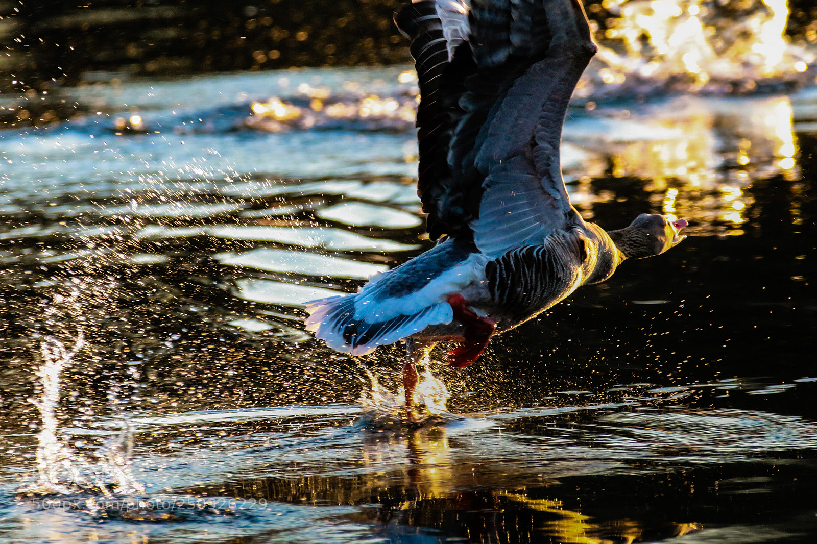 Canon EOS 70D sample photo. Sprint over the water photography