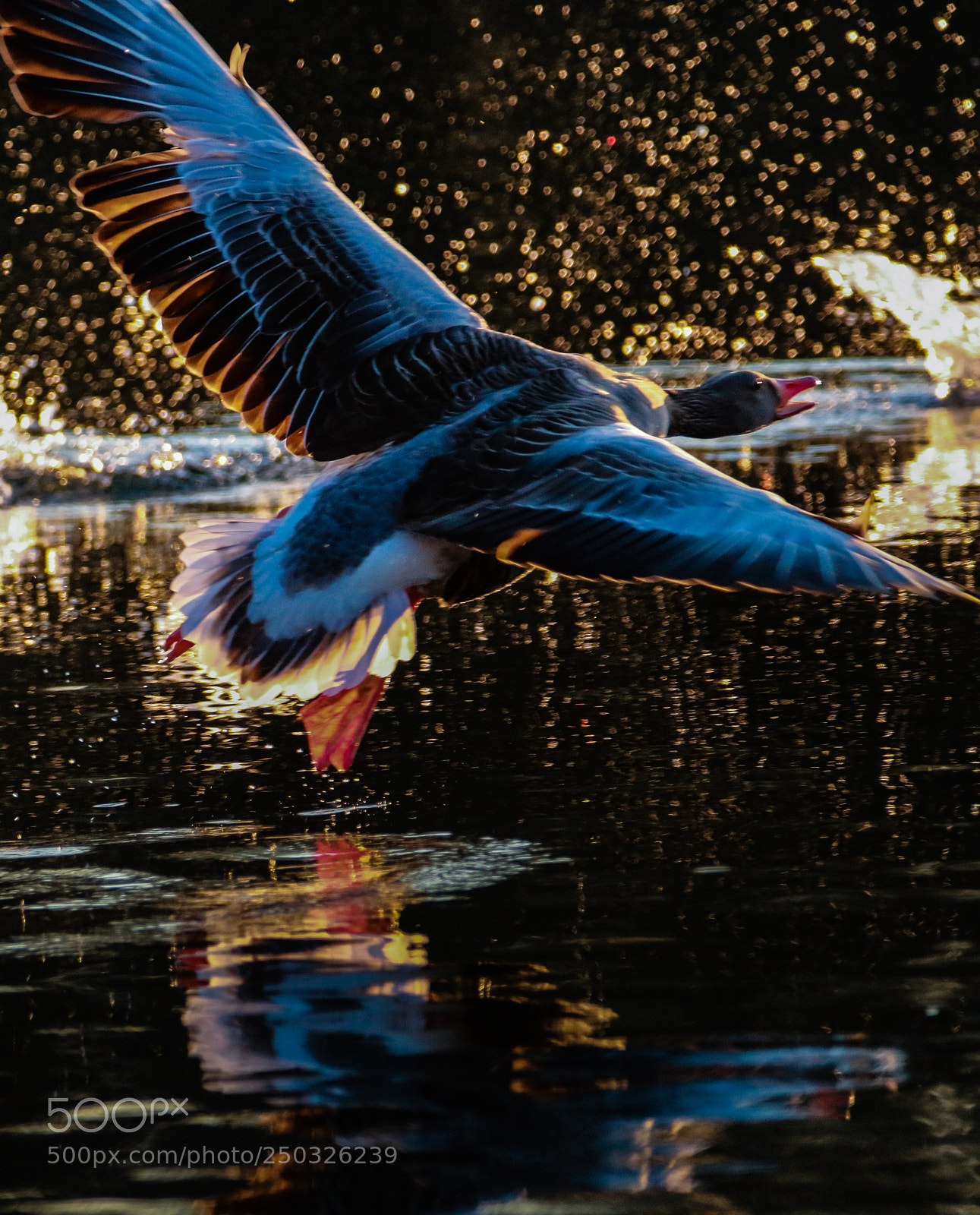 Canon EOS 70D sample photo. Lift off! photography