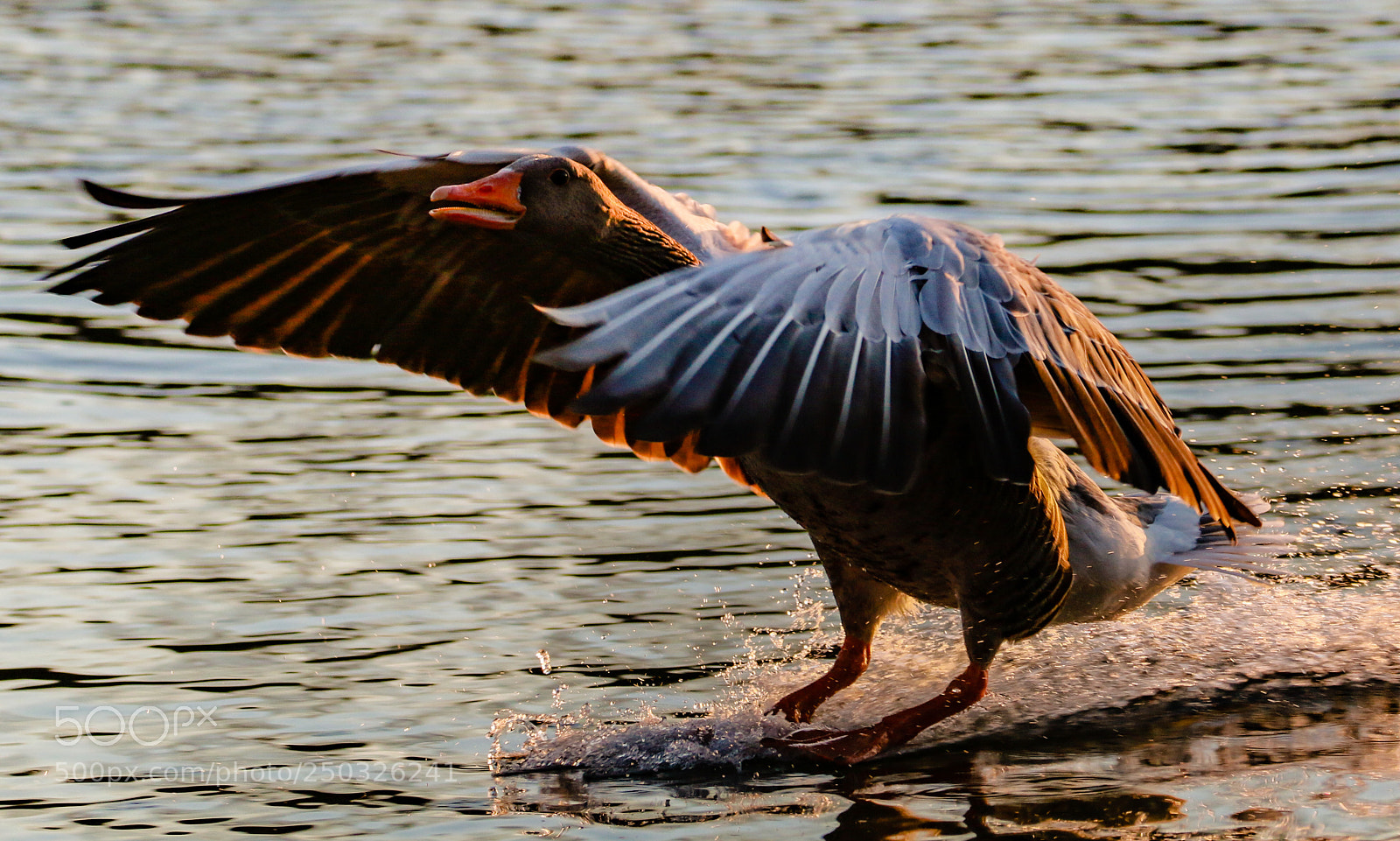 Canon EOS 70D sample photo. Touchdown! photography
