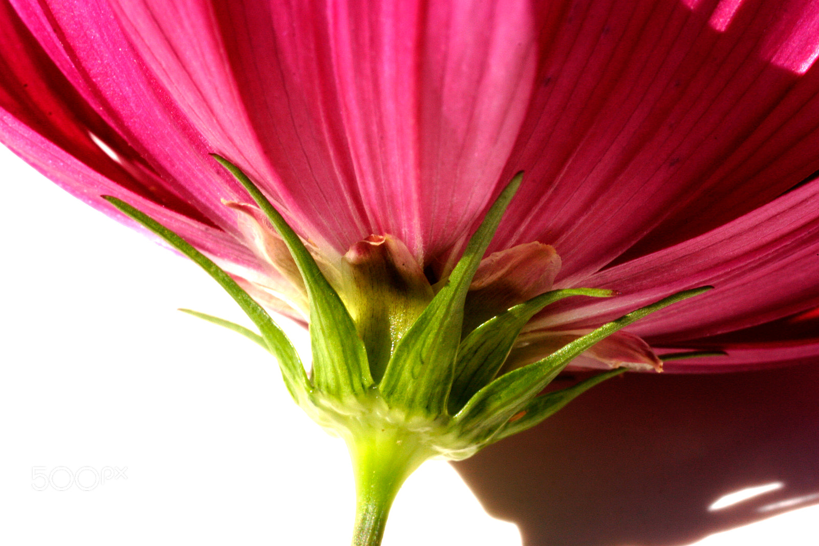 Canon EOS 20D sample photo. Hms photography