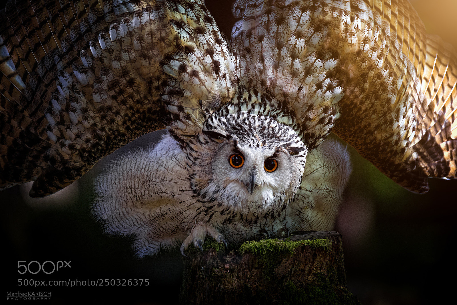 Canon EOS-1D X sample photo. ** owl ** photography