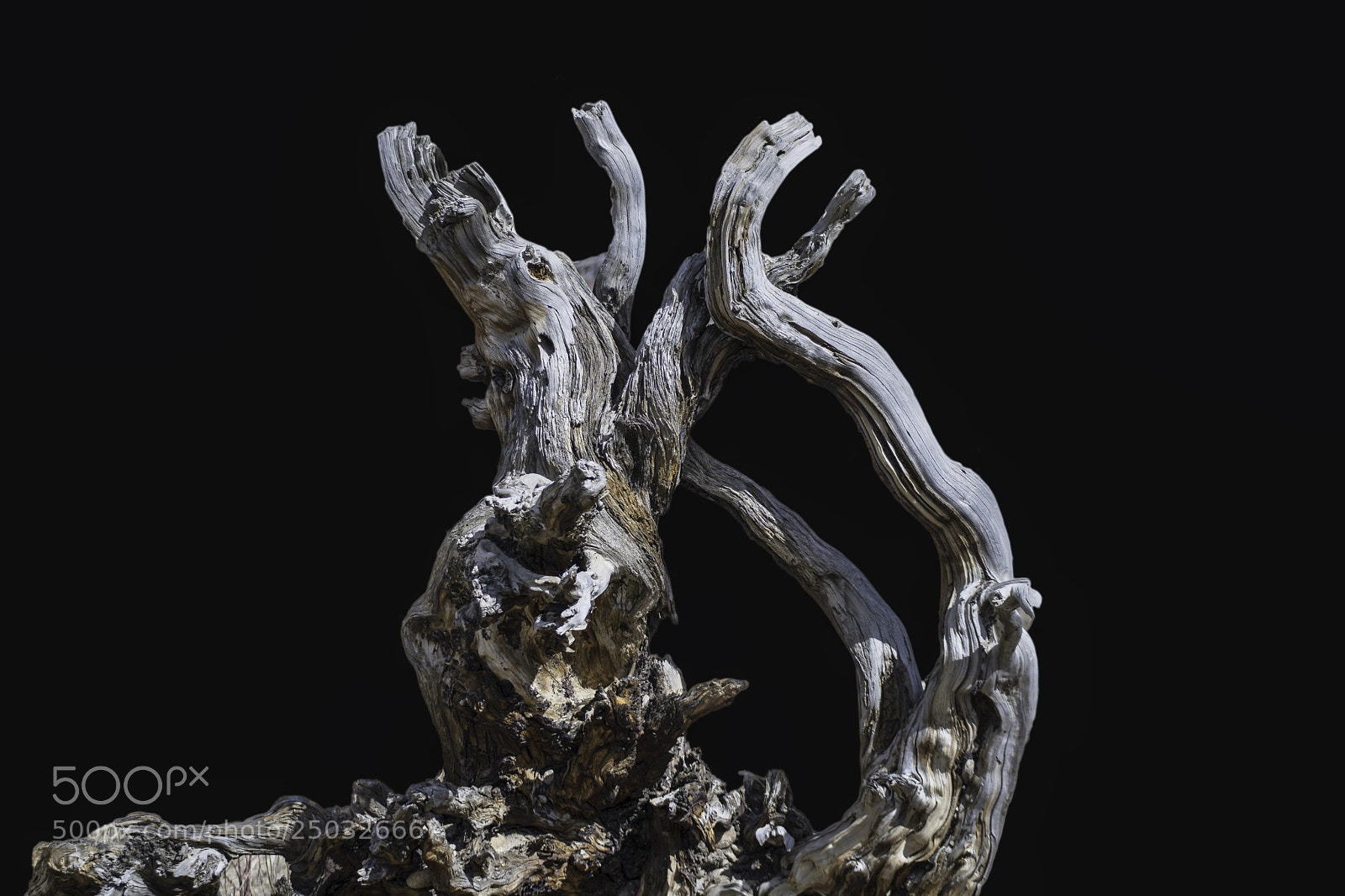 Nikon D7100 sample photo. Dead wood photography