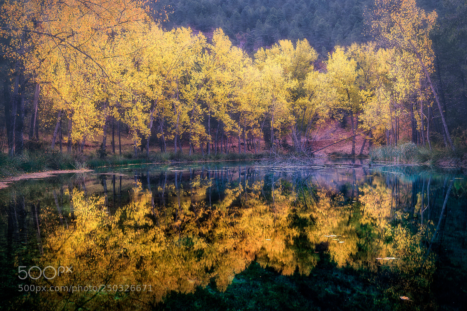Nikon D800 sample photo. Reflections of autumn photography