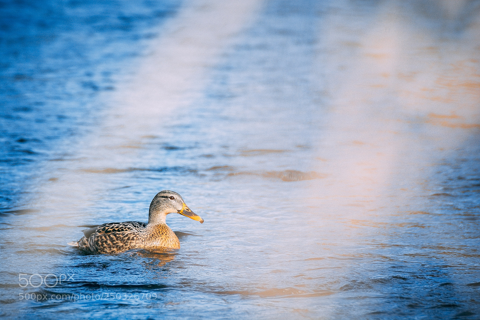 Nikon D7100 sample photo. * photography