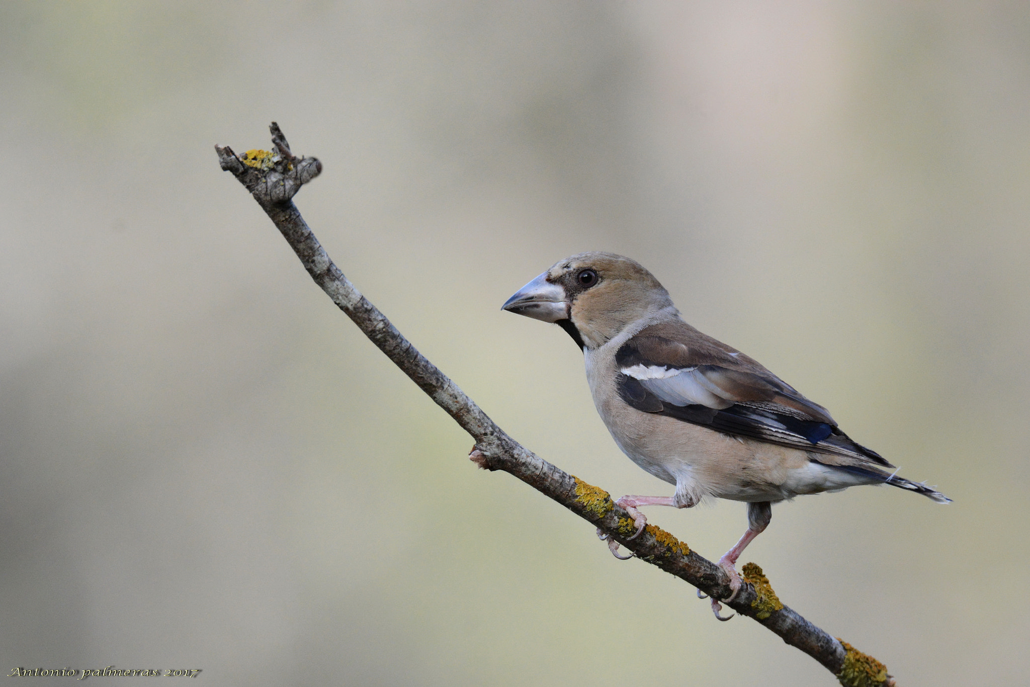 Nikon D7100 + Sigma 150-600mm F5-6.3 DG OS HSM | S sample photo. Picogordo (coccothraustes coccothraustes) photography