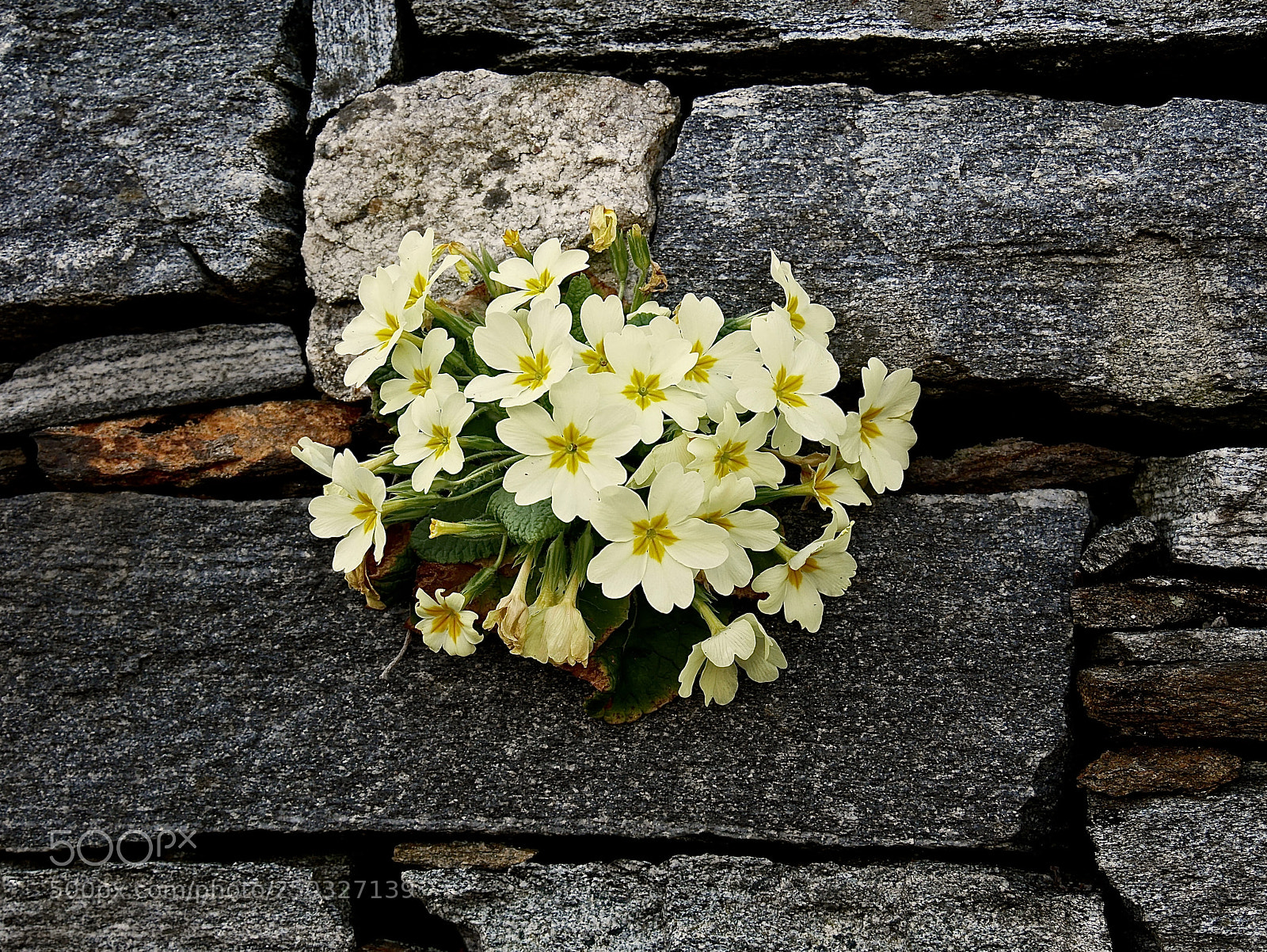 Panasonic Lumix DMC-GX85 (Lumix DMC-GX80 / Lumix DMC-GX7 Mark II) sample photo. Blooming spring photography