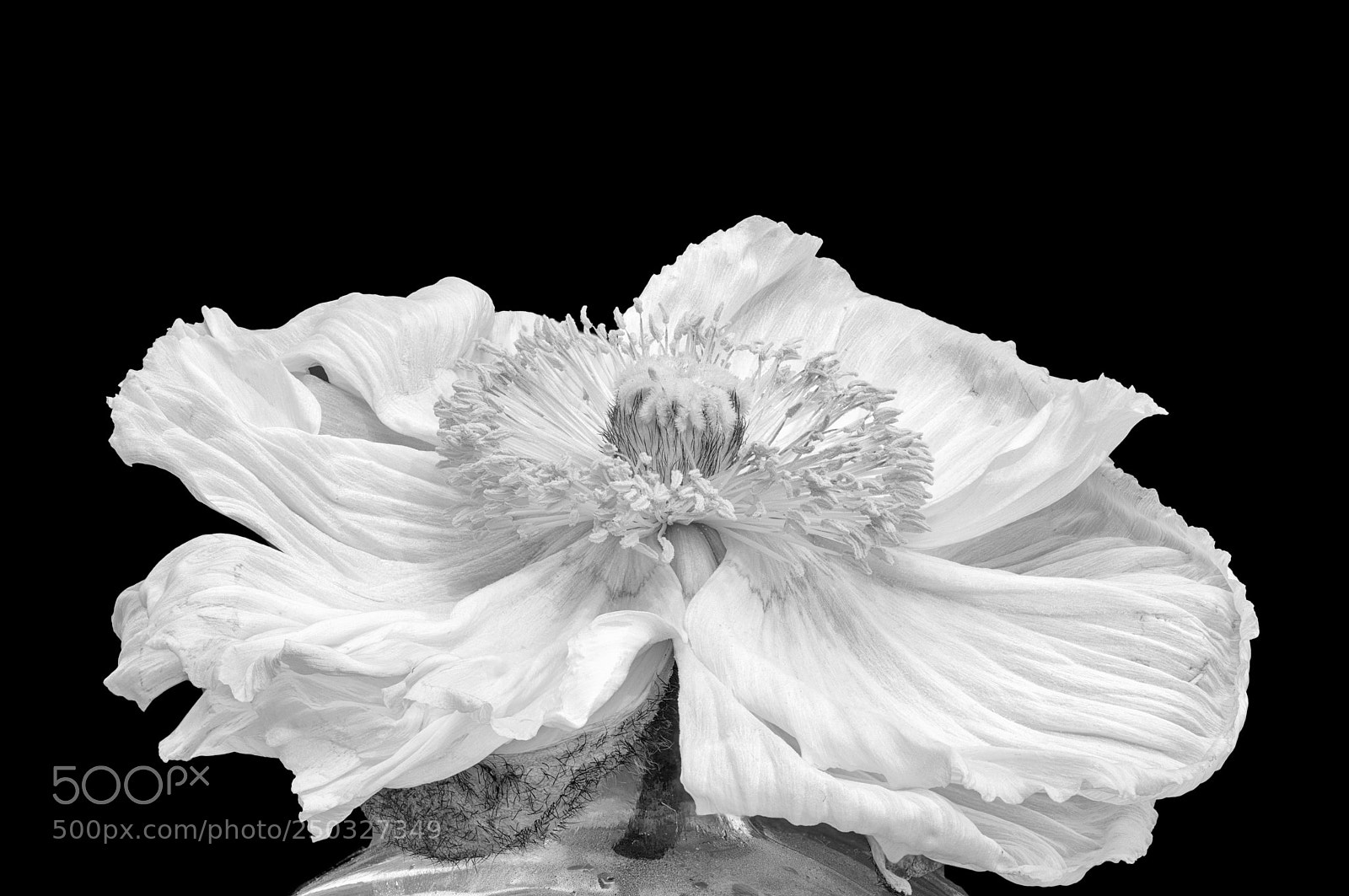 Nikon D810 sample photo. White poppy photography