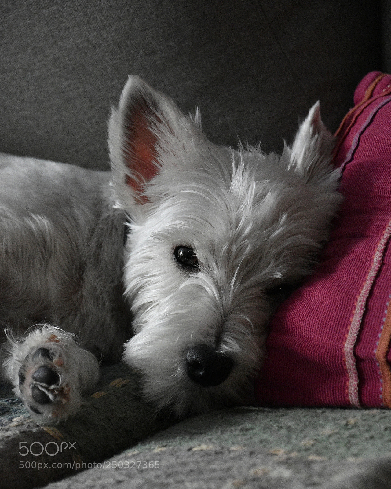 Nikon D5600 sample photo. Westie vic photography
