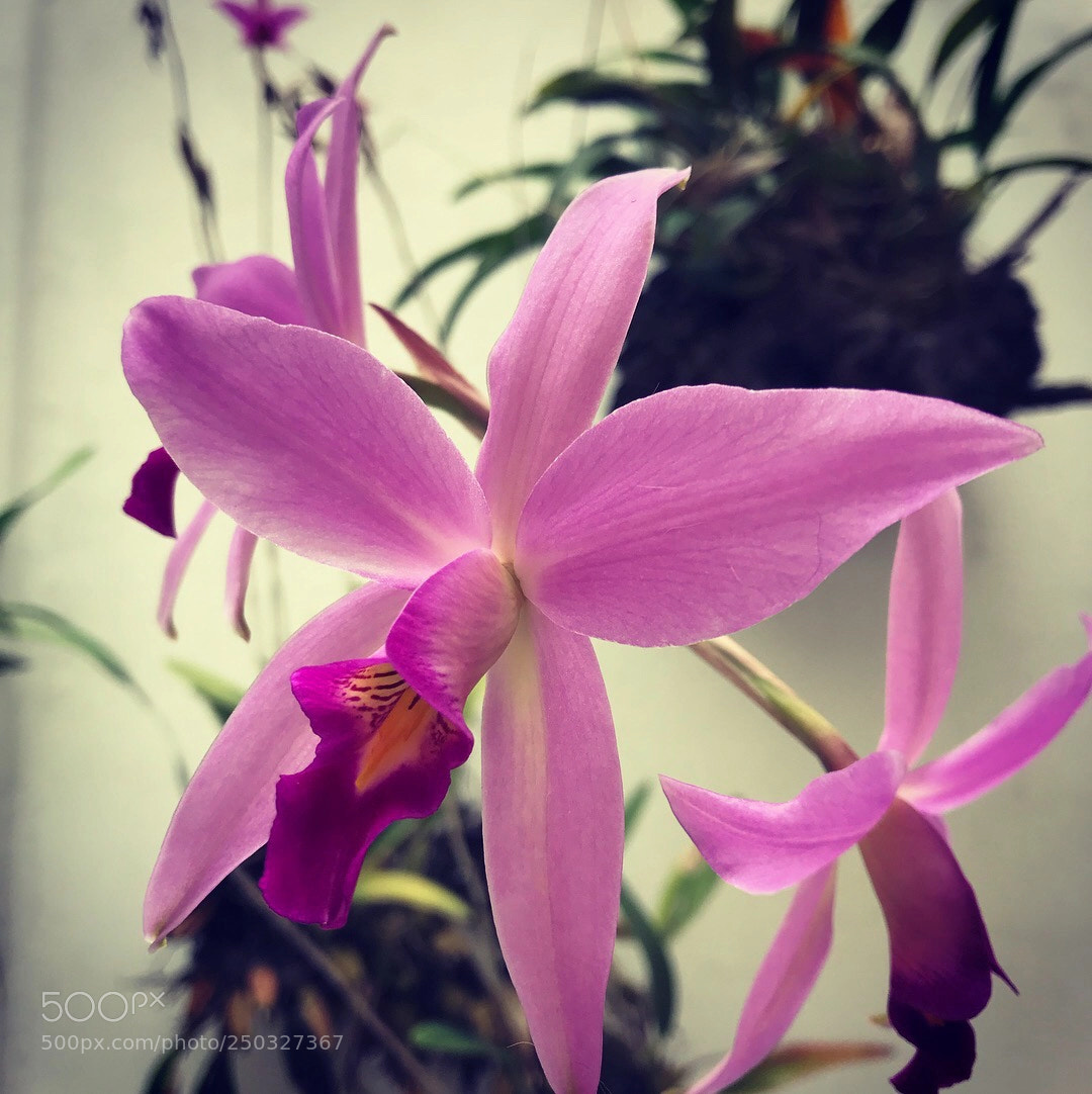 Apple iPhone 7 sample photo. Laelia photography