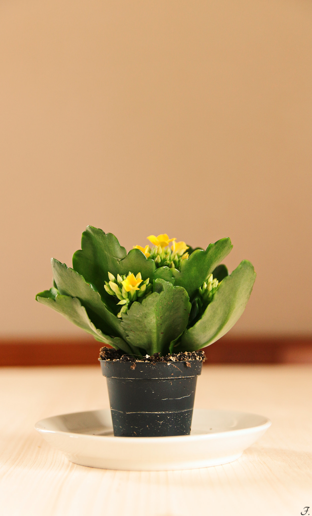Canon EF-S 17-55mm F2.8 IS USM sample photo. Waiting for spring photography