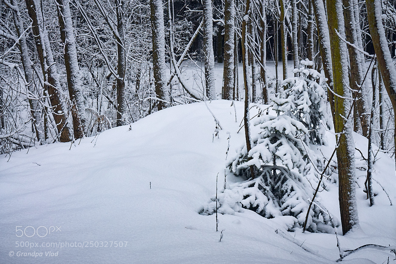 Canon EOS 1100D (EOS Rebel T3 / EOS Kiss X50) sample photo. A snow-covered forest... photography