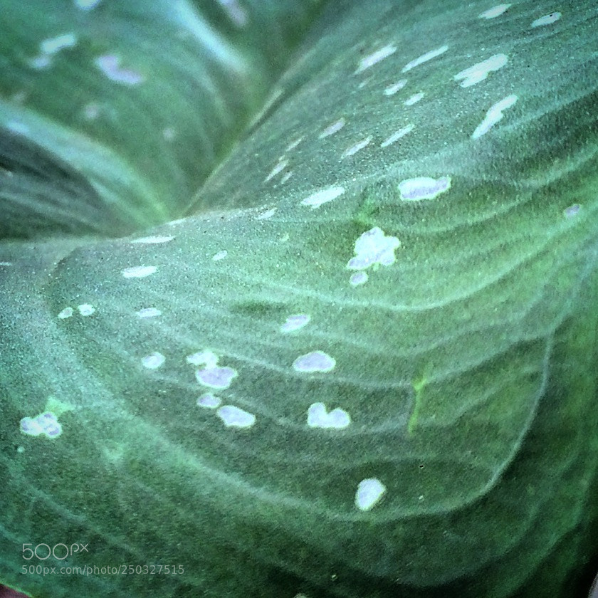 Apple iPhone 5s sample photo. Hoja de alcatraz, la photography