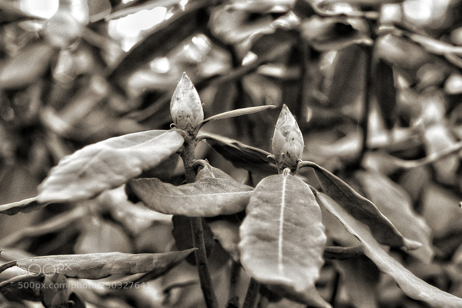 Sony a6000 sample photo. Knospen photography