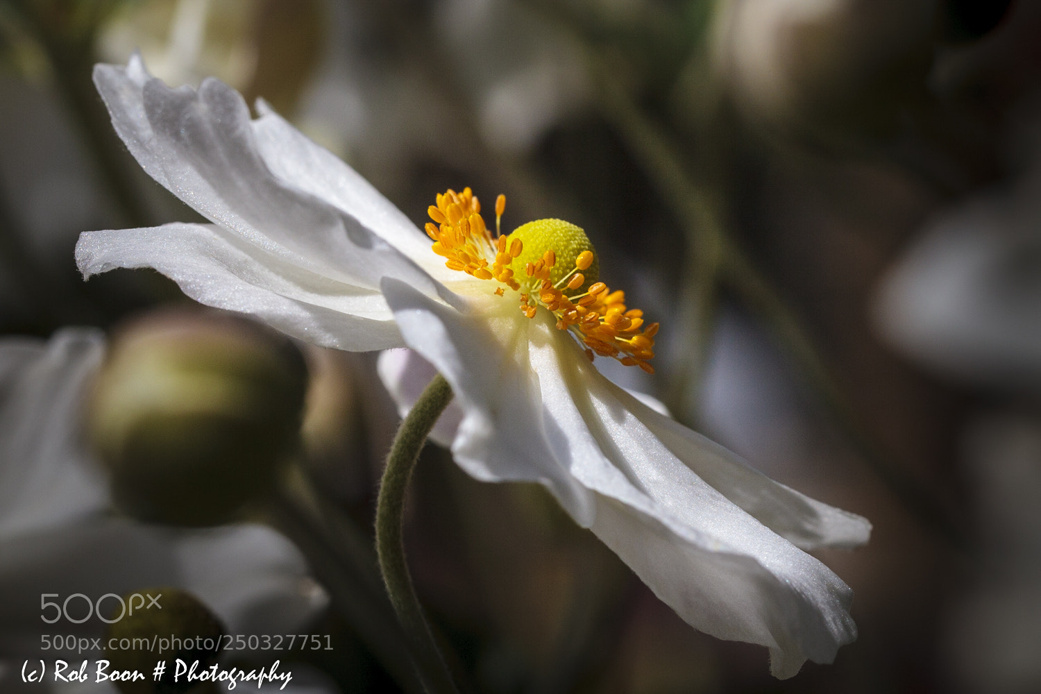Canon EOS 5D Mark II sample photo. Bosanemoon photography