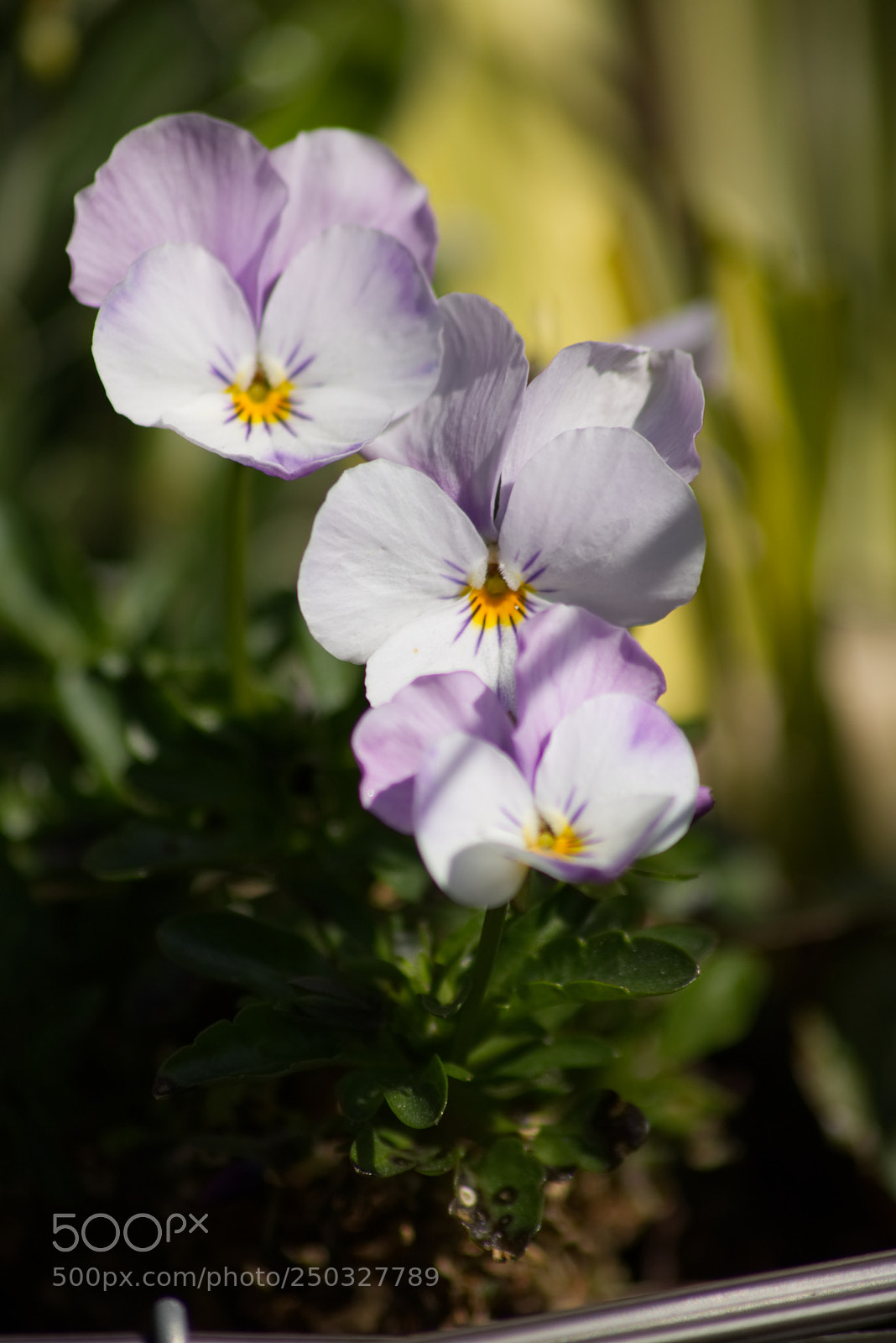 Canon EOS 750D (EOS Rebel T6i / EOS Kiss X8i) sample photo. Flower photography