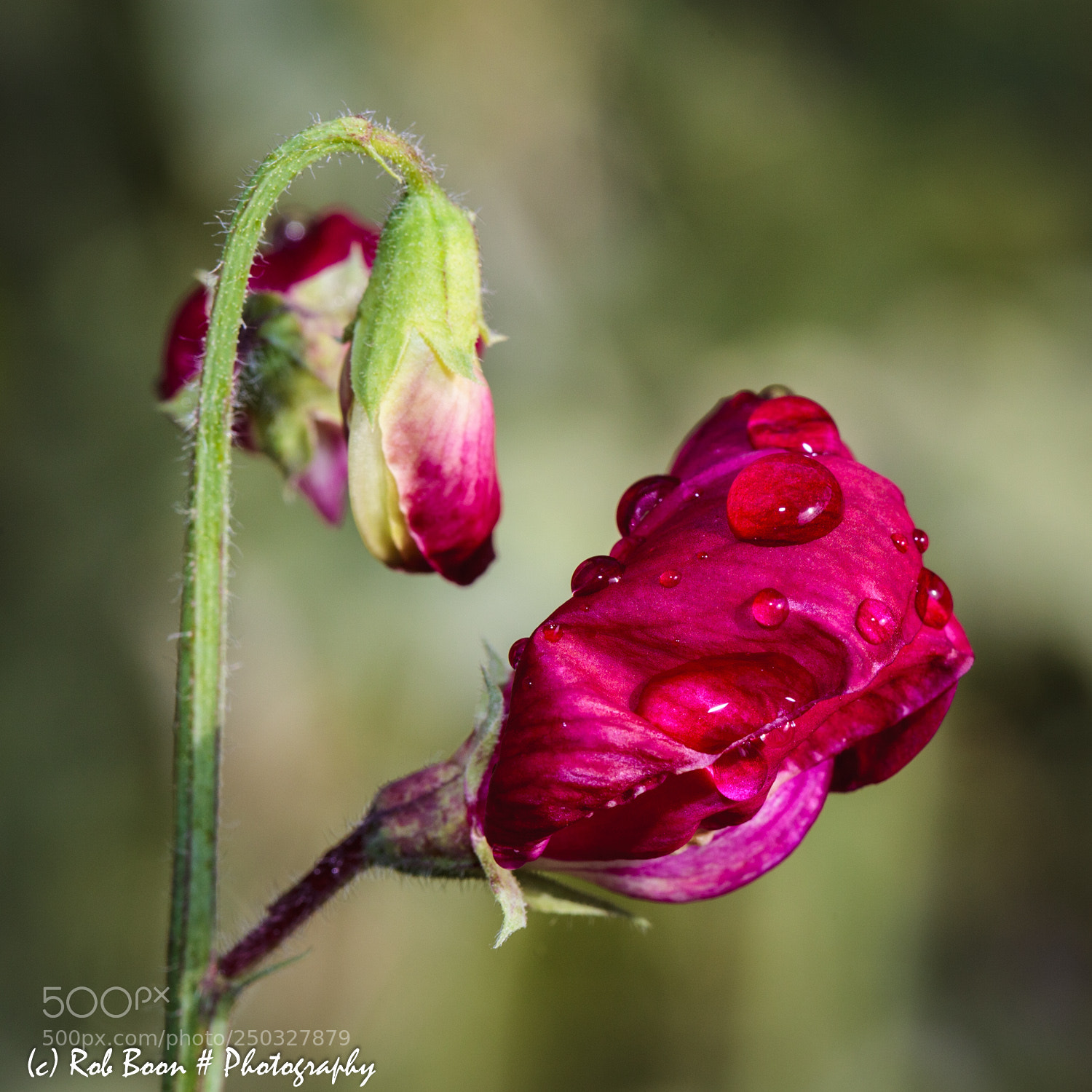 Canon EOS 5D Mark II sample photo. Siererwt photography