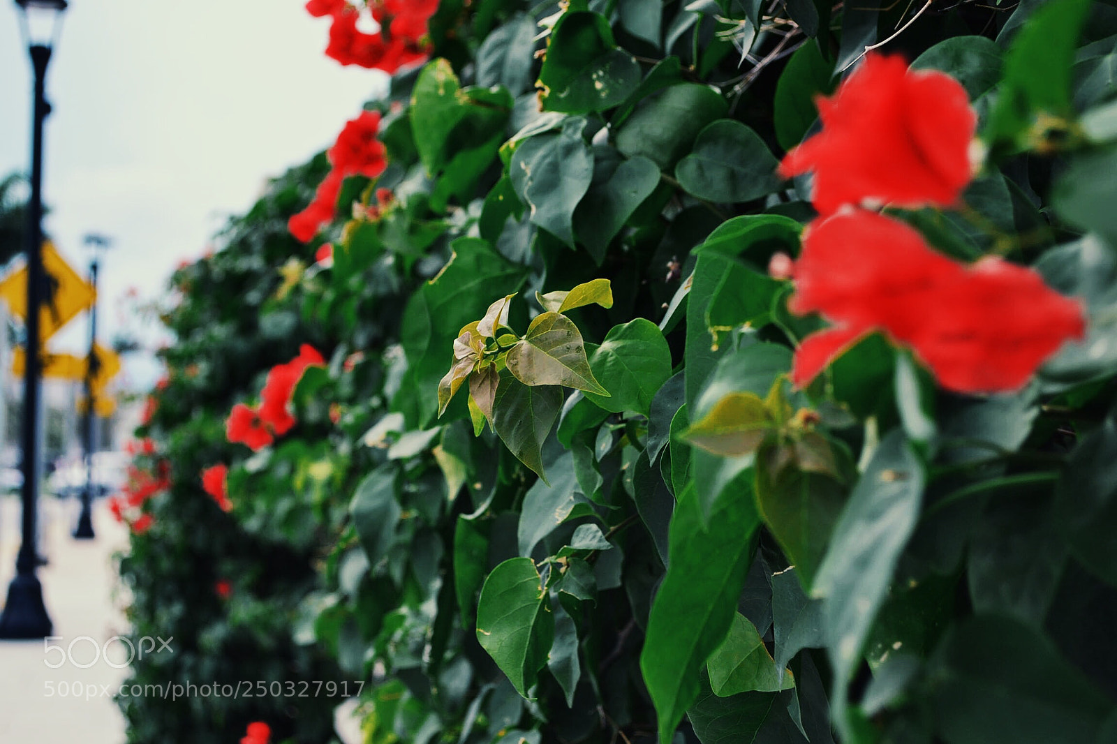 Nikon D3100 sample photo. Blurred floral  photography