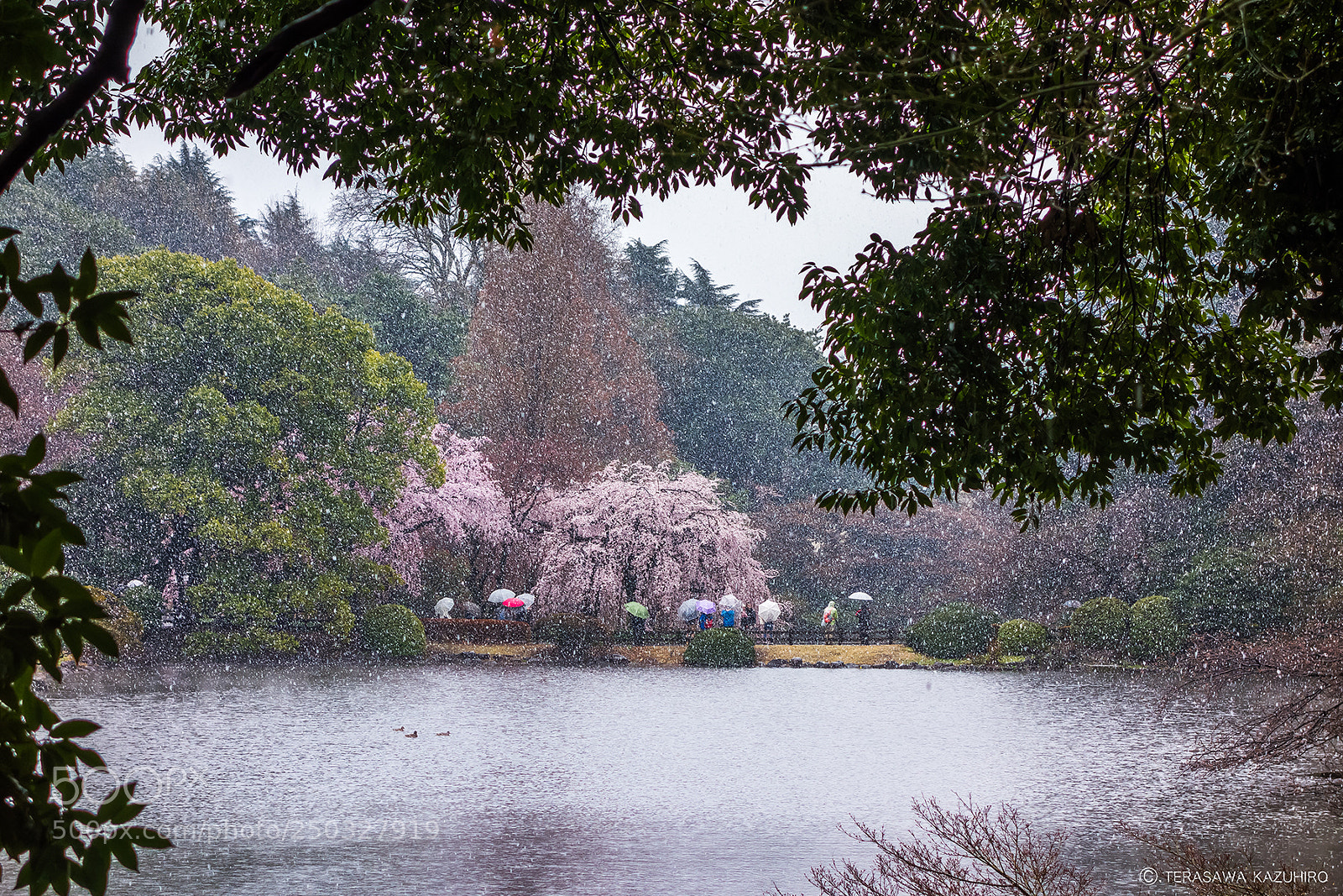 Sony Cyber-shot DSC-RX100 sample photo. Cherry blossoms in the photography