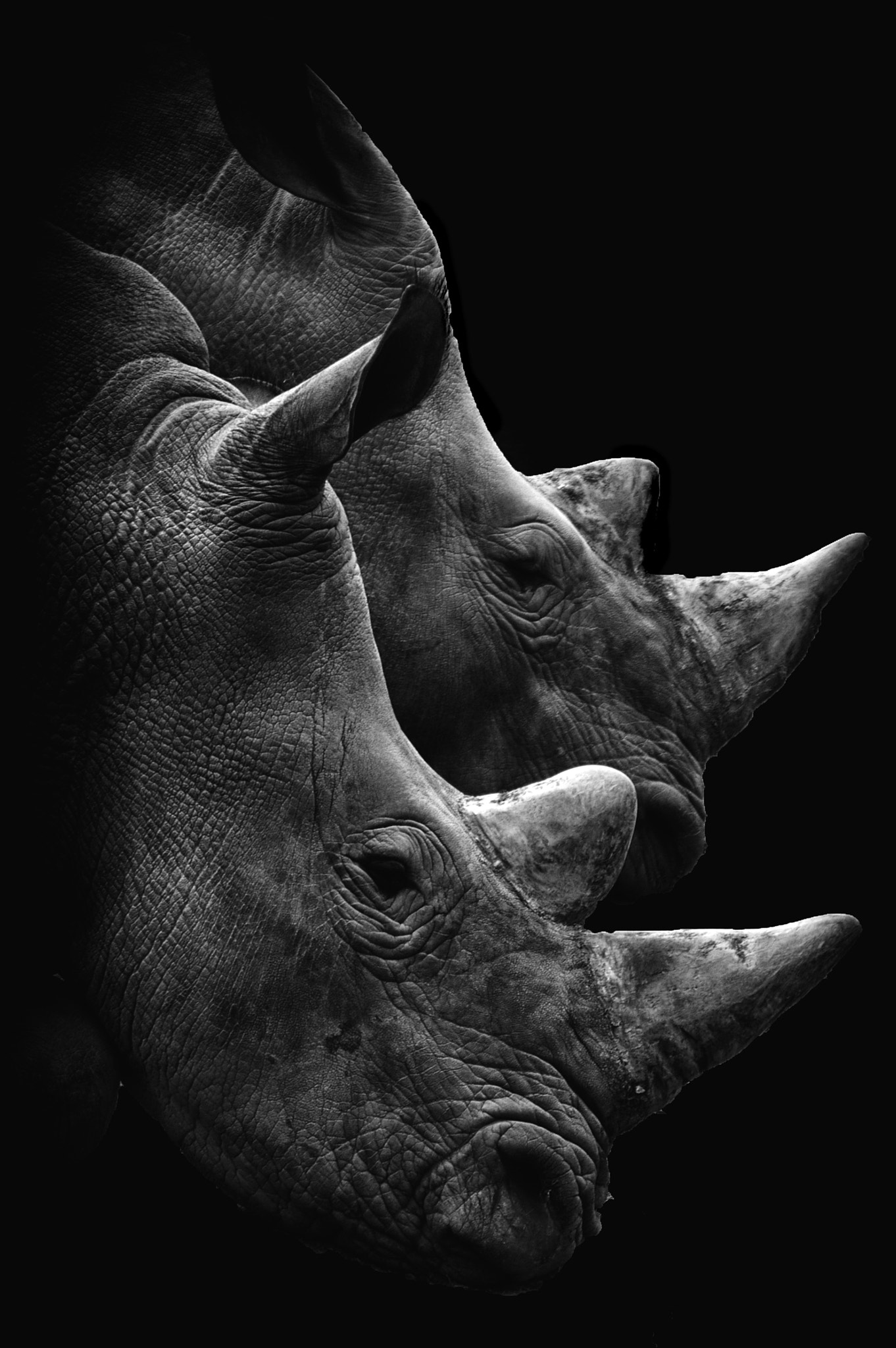 Pentax *ist DL sample photo. Rhino photography