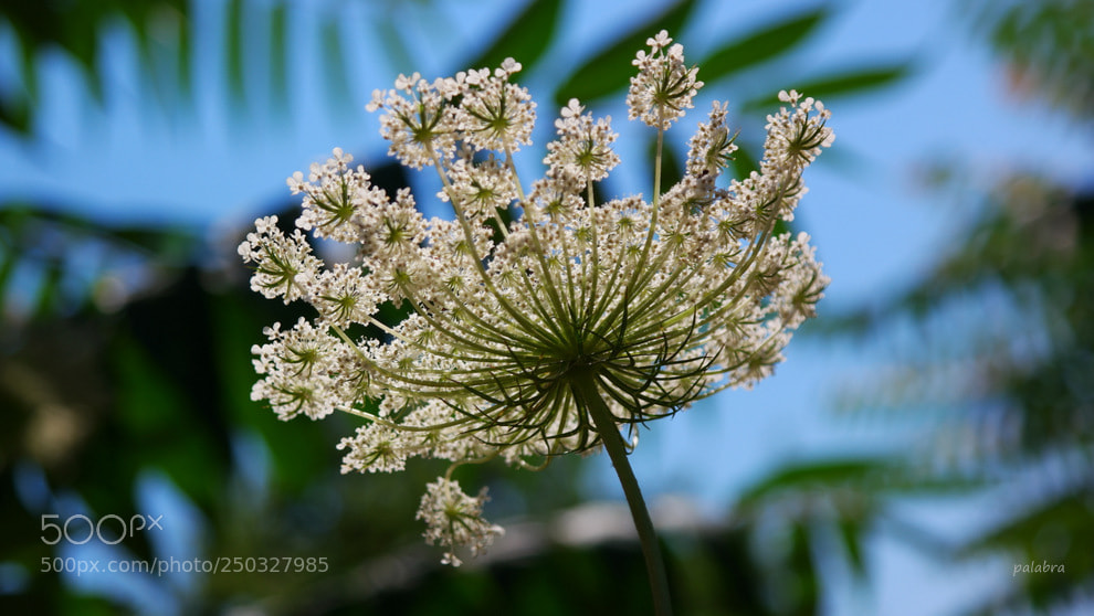 Samsung NX1 sample photo. ... photography