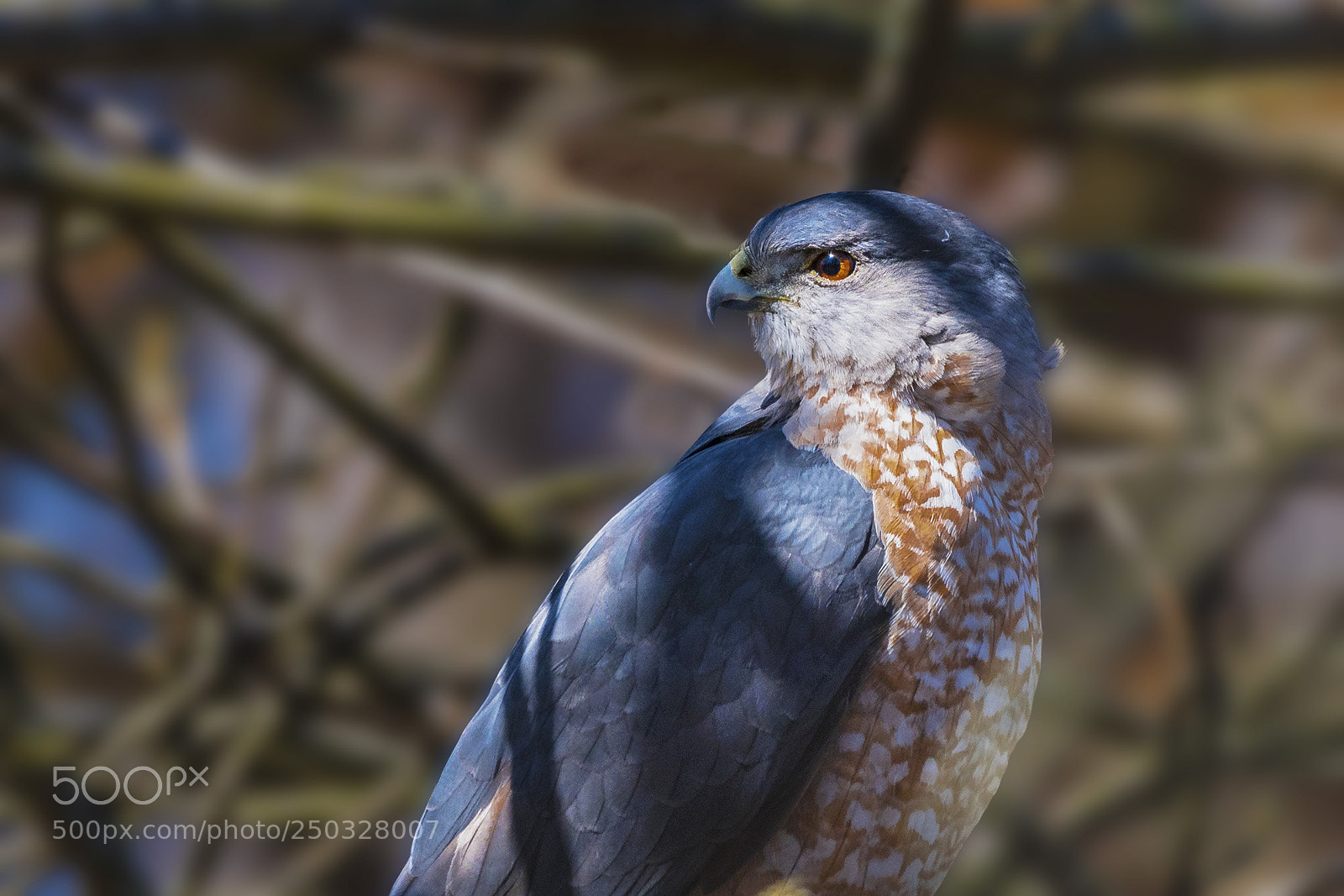 Nikon D500 sample photo. Hawk in deep brush photography