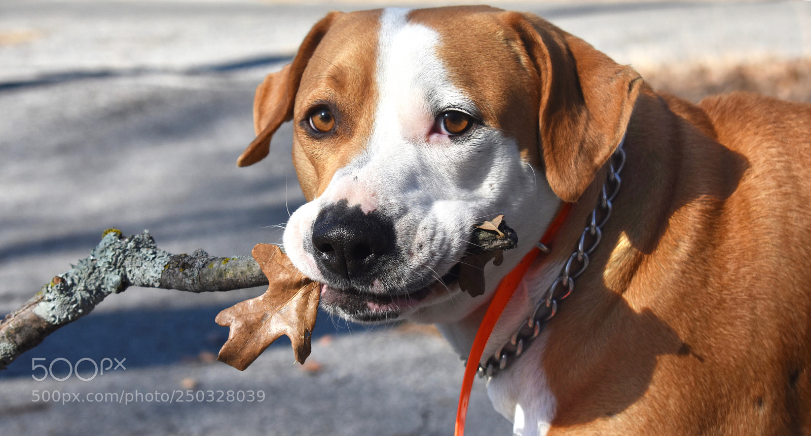 Nikon D3400 sample photo. Fetch photography