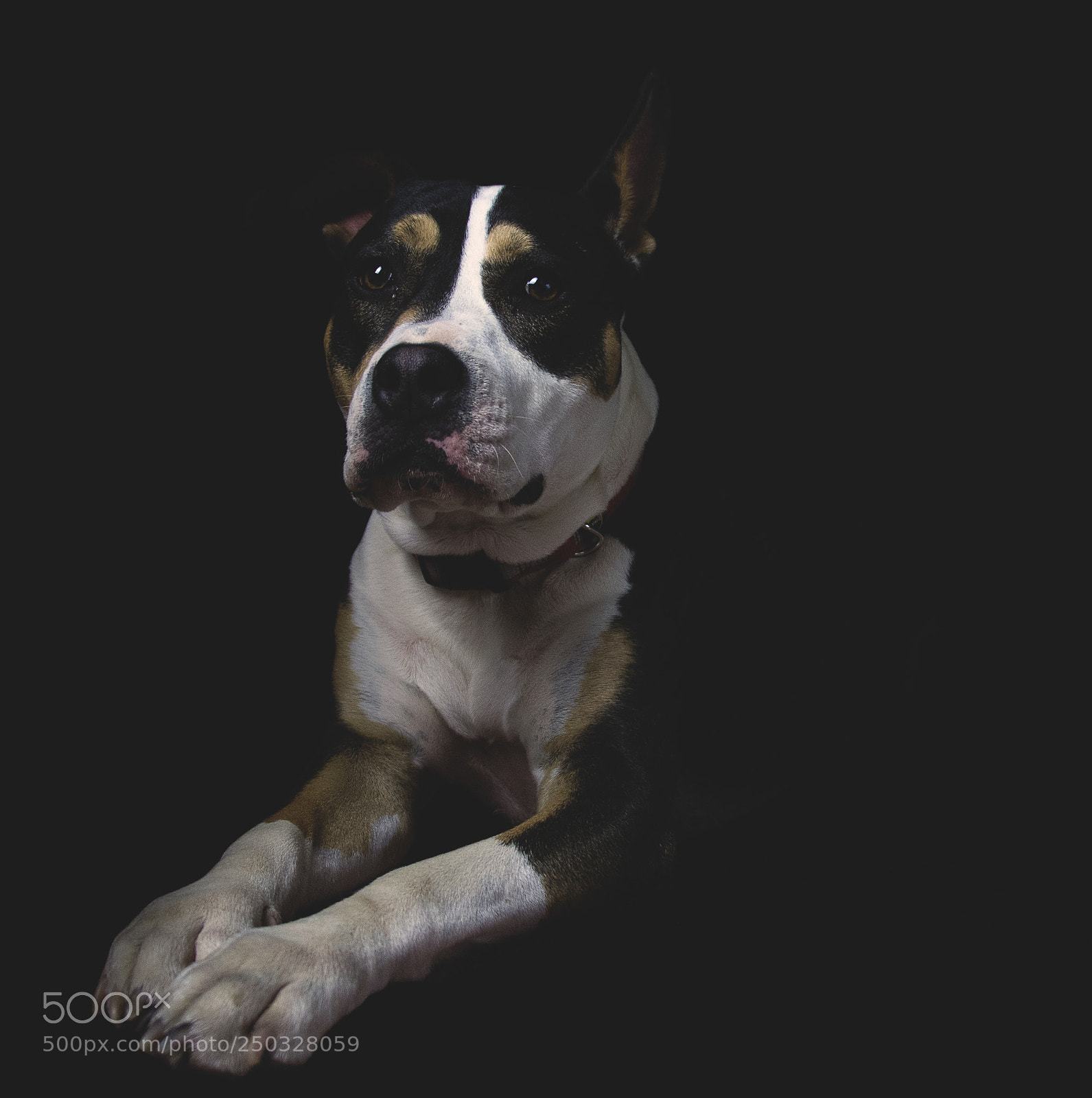 Canon EOS 700D (EOS Rebel T5i / EOS Kiss X7i) sample photo. My lovely dog photography
