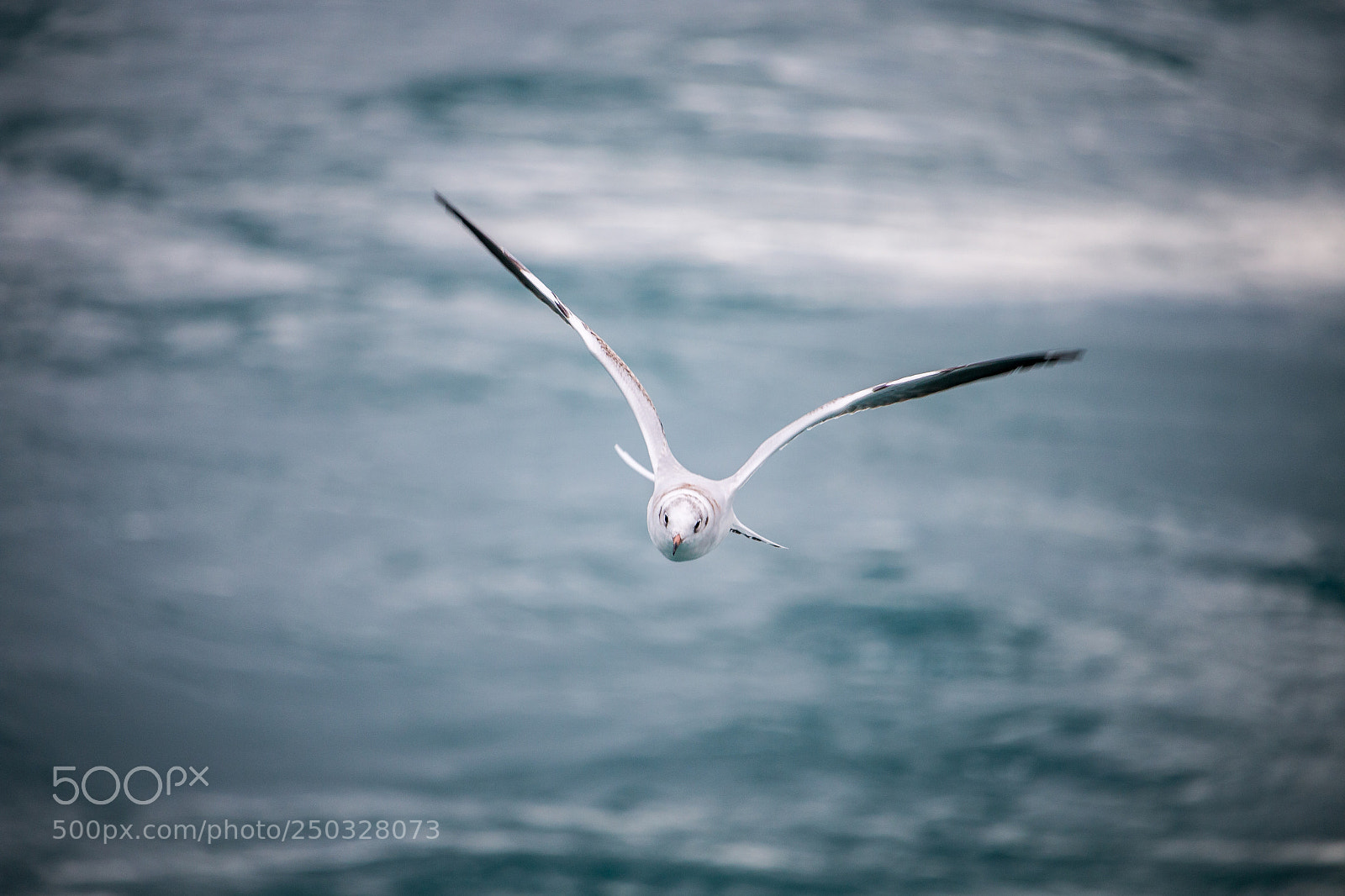 Canon EOS 70D sample photo. Icelandic bird photography