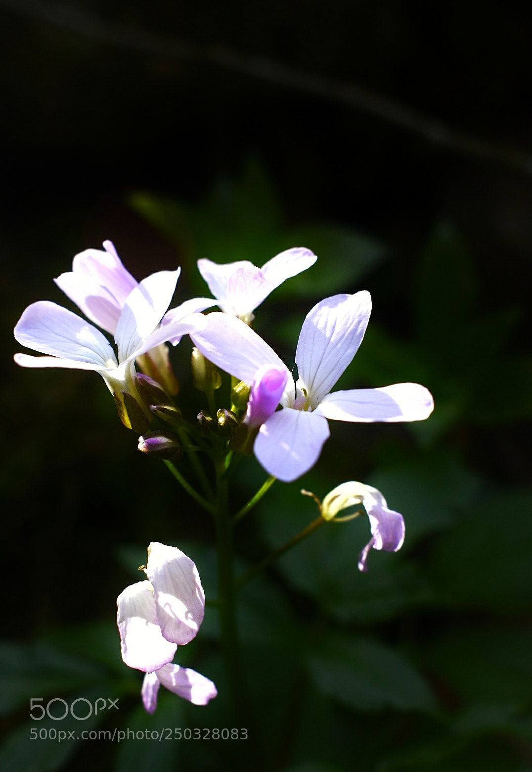Nikon D5600 sample photo. Untitled photography