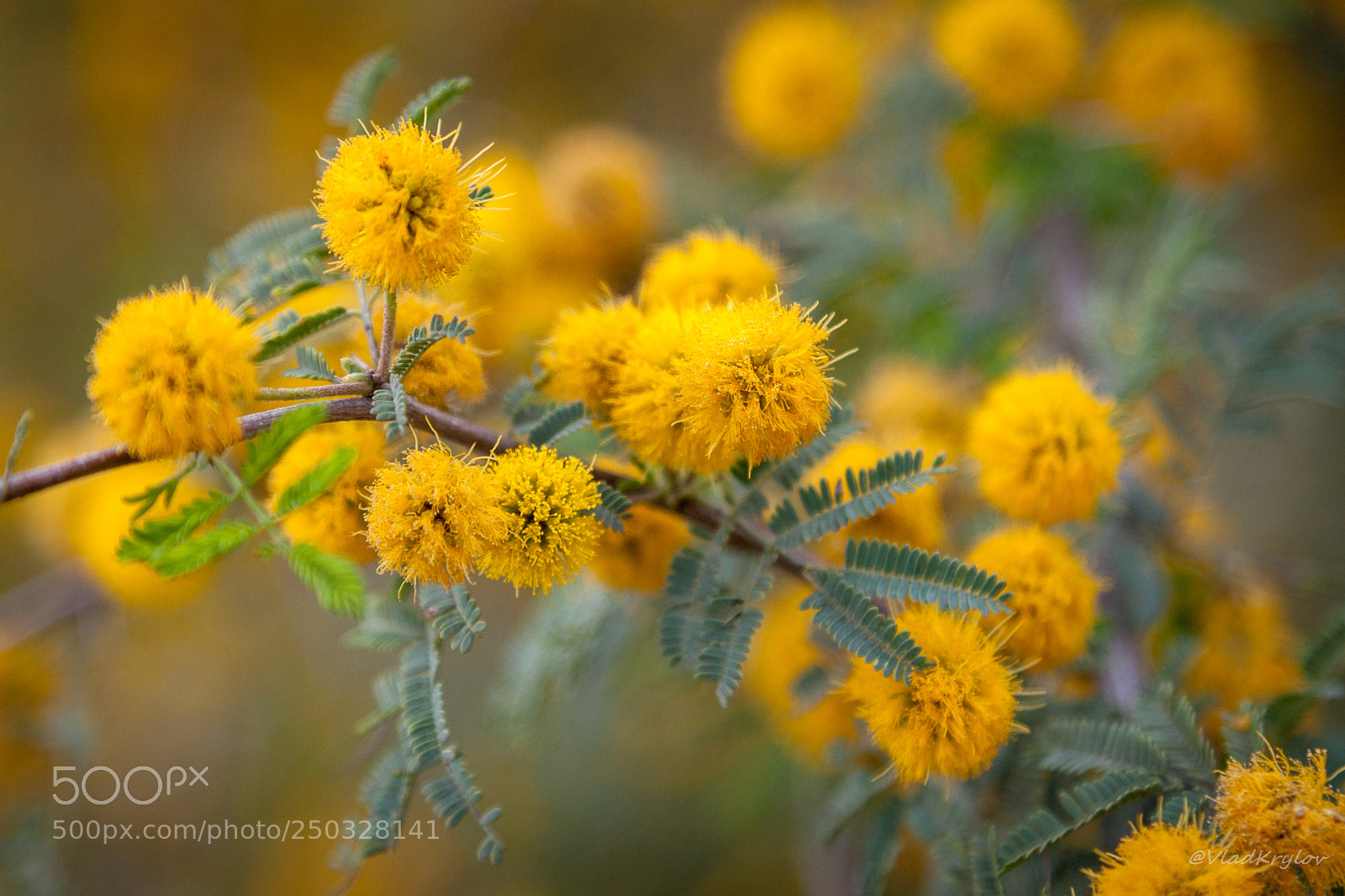 Canon EOS 5D Mark II sample photo. Mimosa ii photography