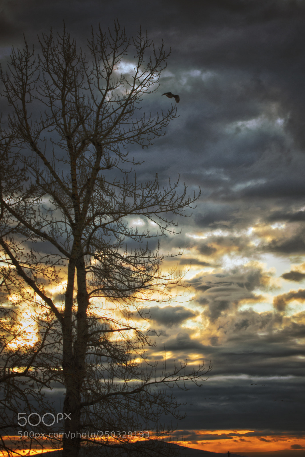 Nikon D7200 sample photo. Soaring photography