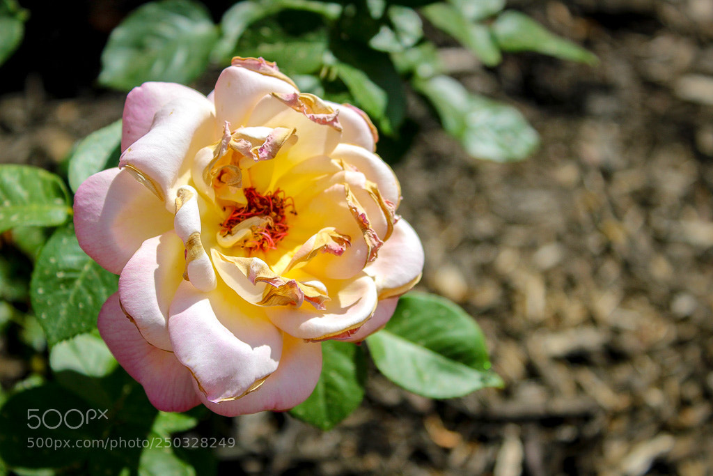 Canon EOS 1300D (EOS Rebel T6 / EOS Kiss X80) sample photo. Vintage rose photography
