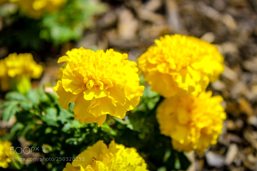 Canon EOS 1300D (EOS Rebel T6 / EOS Kiss X80) sample photo. Marigold photography