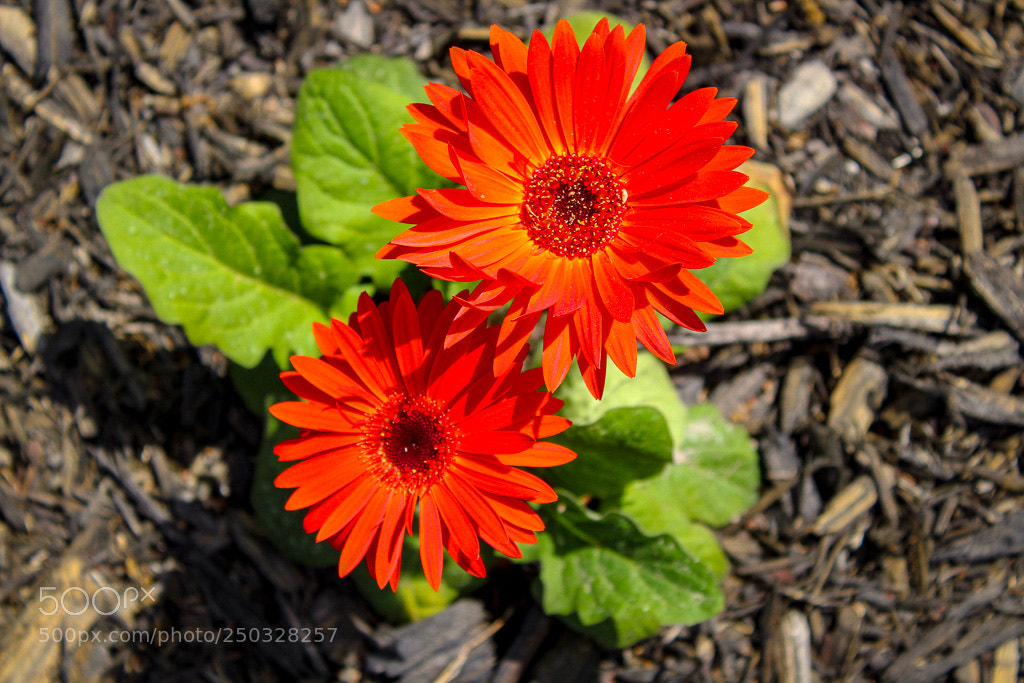 Canon EOS 1300D (EOS Rebel T6 / EOS Kiss X80) sample photo. Red flower photography