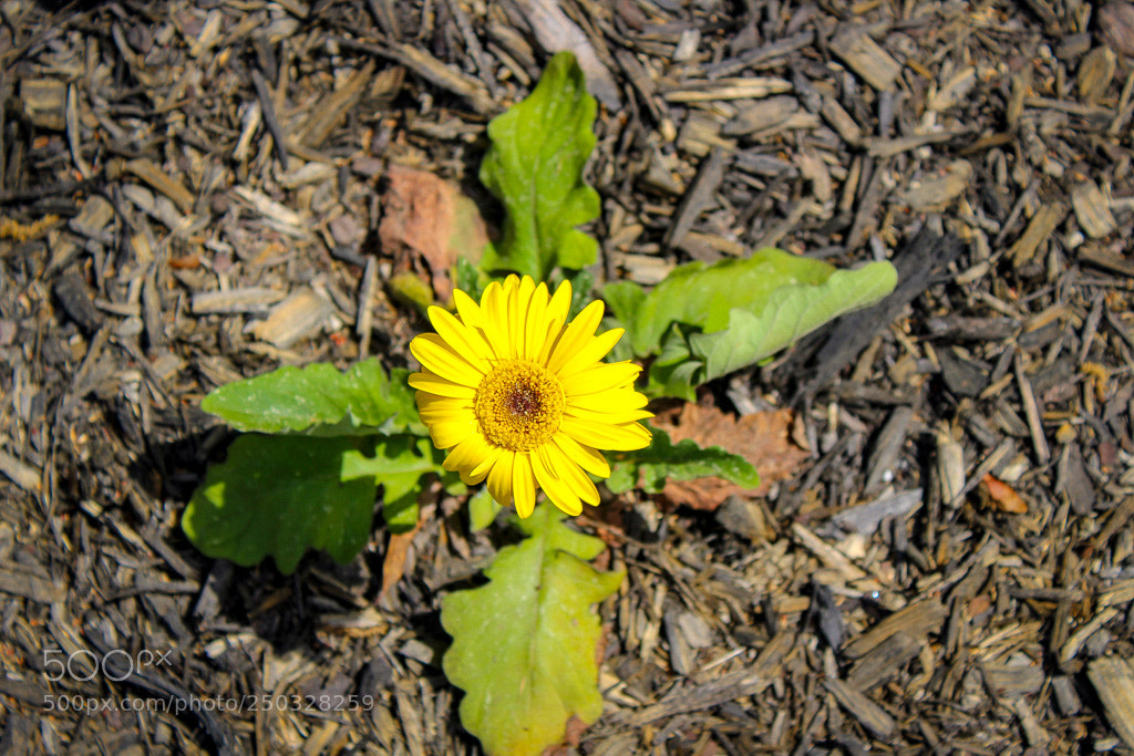 Canon EOS 1300D (EOS Rebel T6 / EOS Kiss X80) sample photo. Sunflower photography