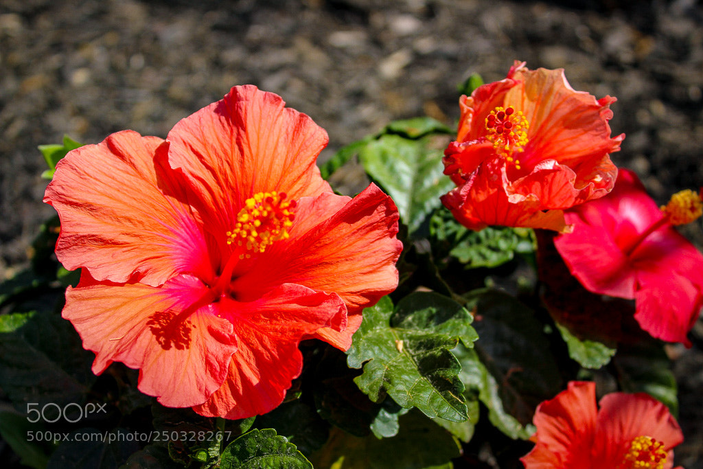 Canon EOS 1300D (EOS Rebel T6 / EOS Kiss X80) sample photo. Red flower photography