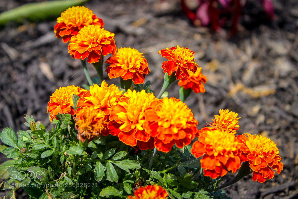 Canon EOS 1300D (EOS Rebel T6 / EOS Kiss X80) sample photo. Marigold red & yellow photography