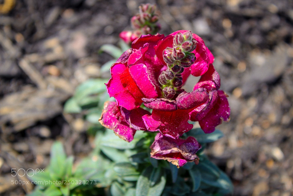 Canon EOS 1300D (EOS Rebel T6 / EOS Kiss X80) sample photo. Hydranga photography