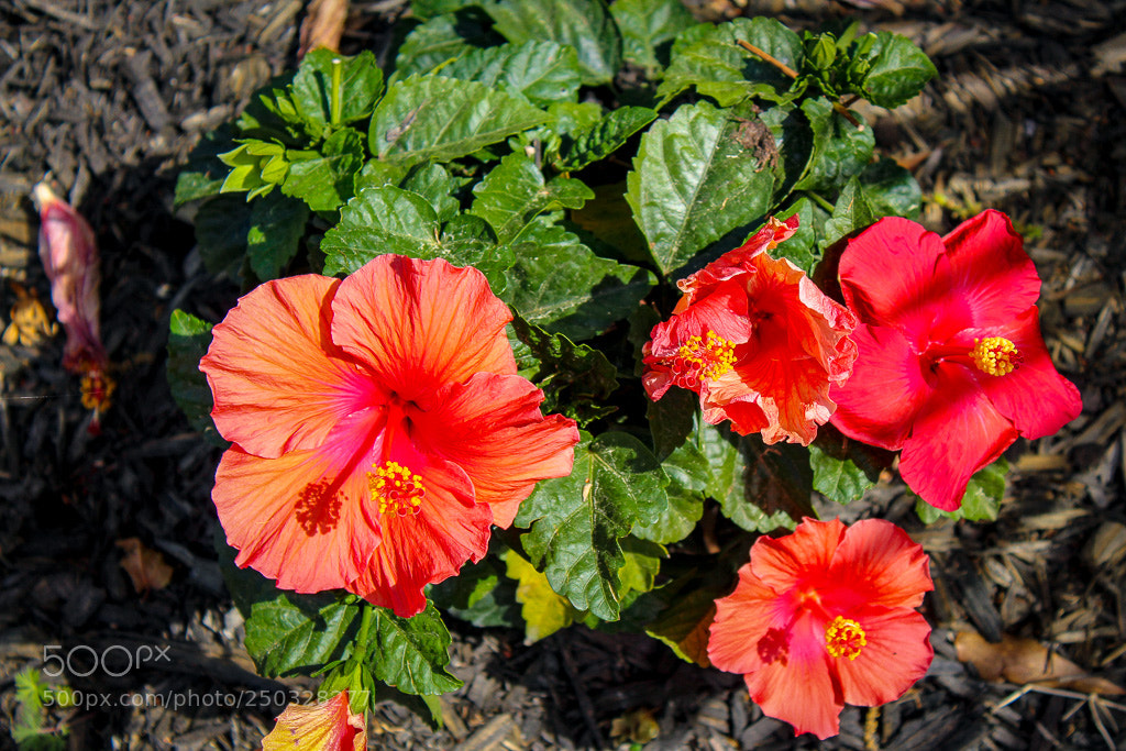 Canon EOS 1300D (EOS Rebel T6 / EOS Kiss X80) sample photo. Red flower photography