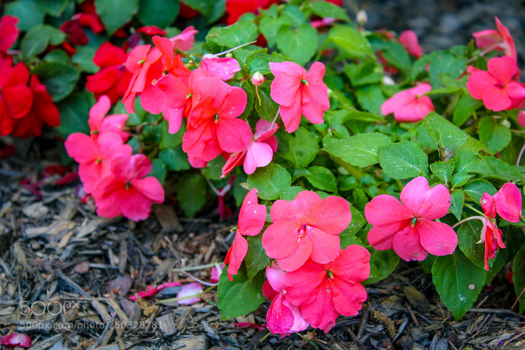Canon EOS 1300D (EOS Rebel T6 / EOS Kiss X80) sample photo. Simple pink flowers photography