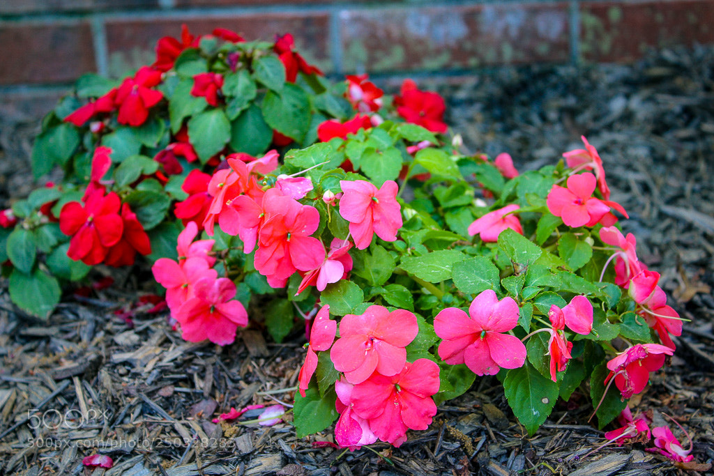 Canon EOS 1300D (EOS Rebel T6 / EOS Kiss X80) sample photo. Pink and red flower photography