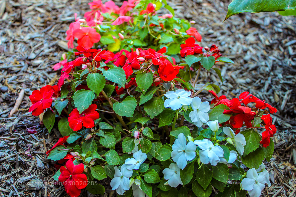 Canon EOS 1300D (EOS Rebel T6 / EOS Kiss X80) sample photo. Pink blue and red photography