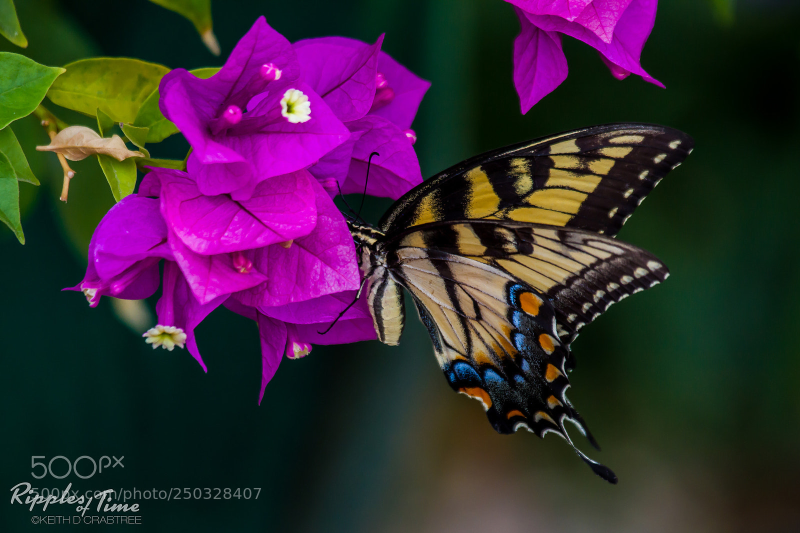 Canon EOS 7D sample photo. Backyard color photography