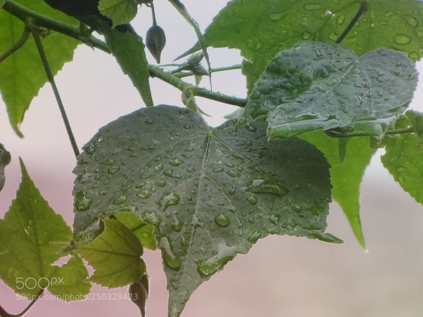 Sony Cyber-shot DSC-HX400V sample photo. Untitled photography