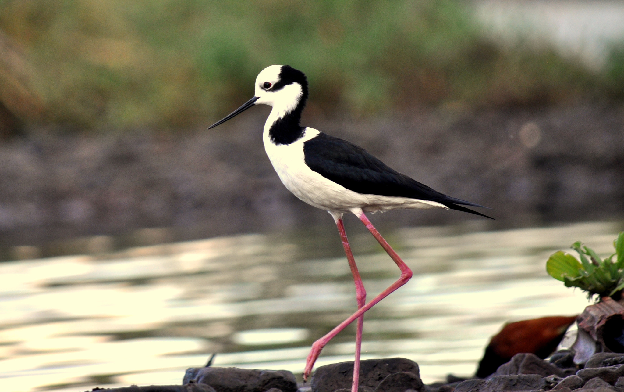 Nikon D5000 sample photo. Pernilongo-de-costas-negras (himantopus mexicanus) photography