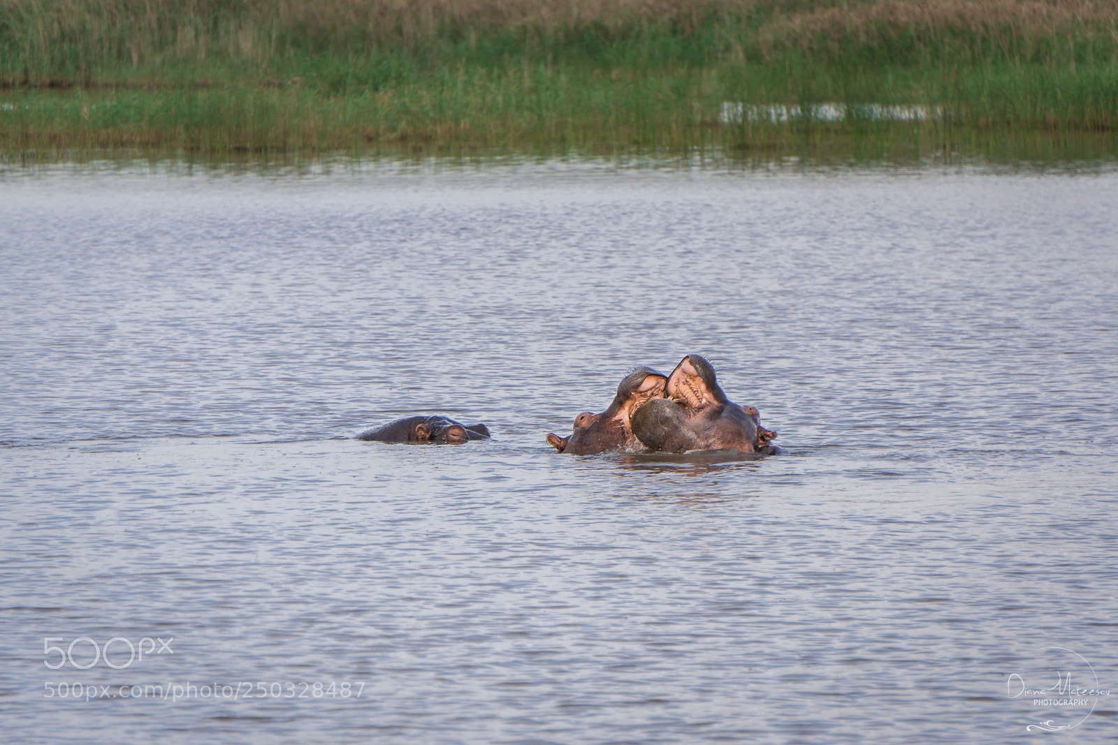 Sony a6000 sample photo. Hippo family ii photography